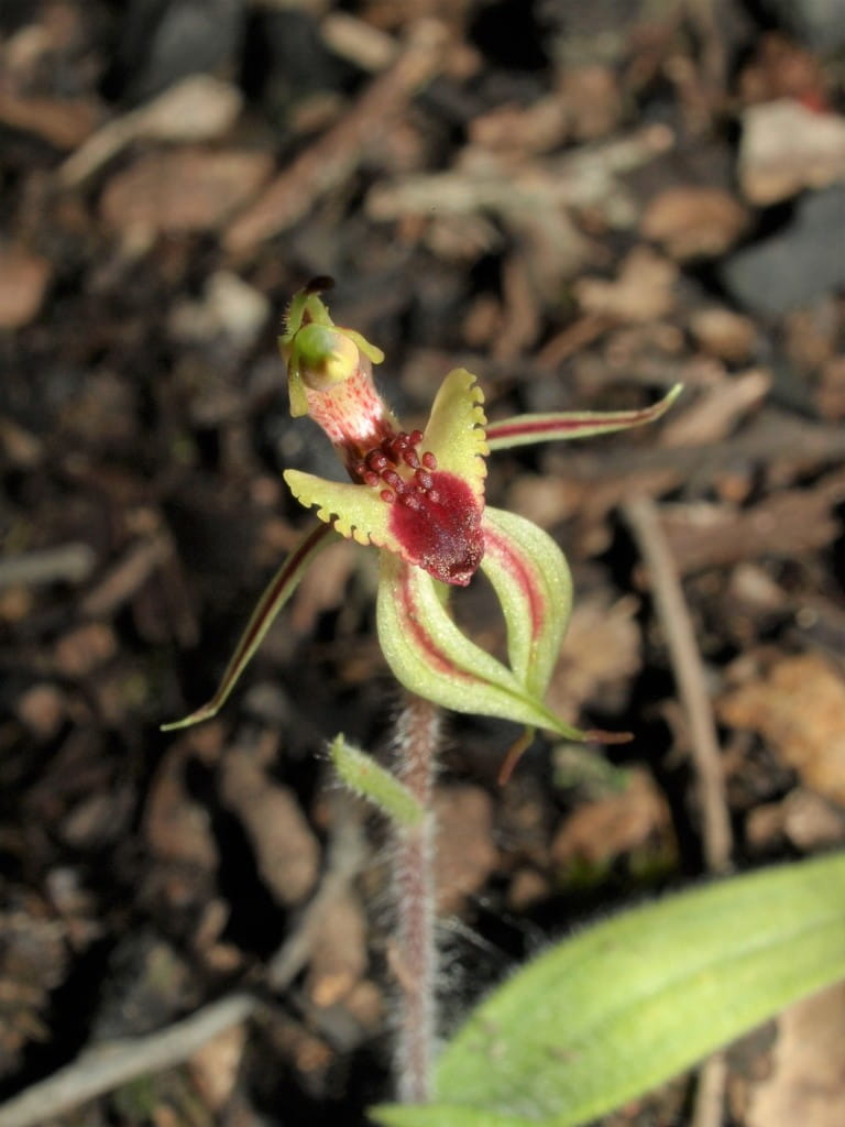 Image of a small orchid, close to the camera with bark in the background