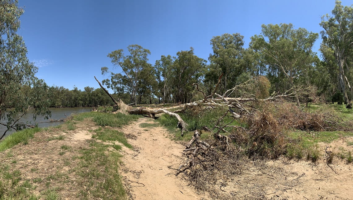 Image depicts a large fallen eucalyptus tree lying across a campground with the river nearby to the left.