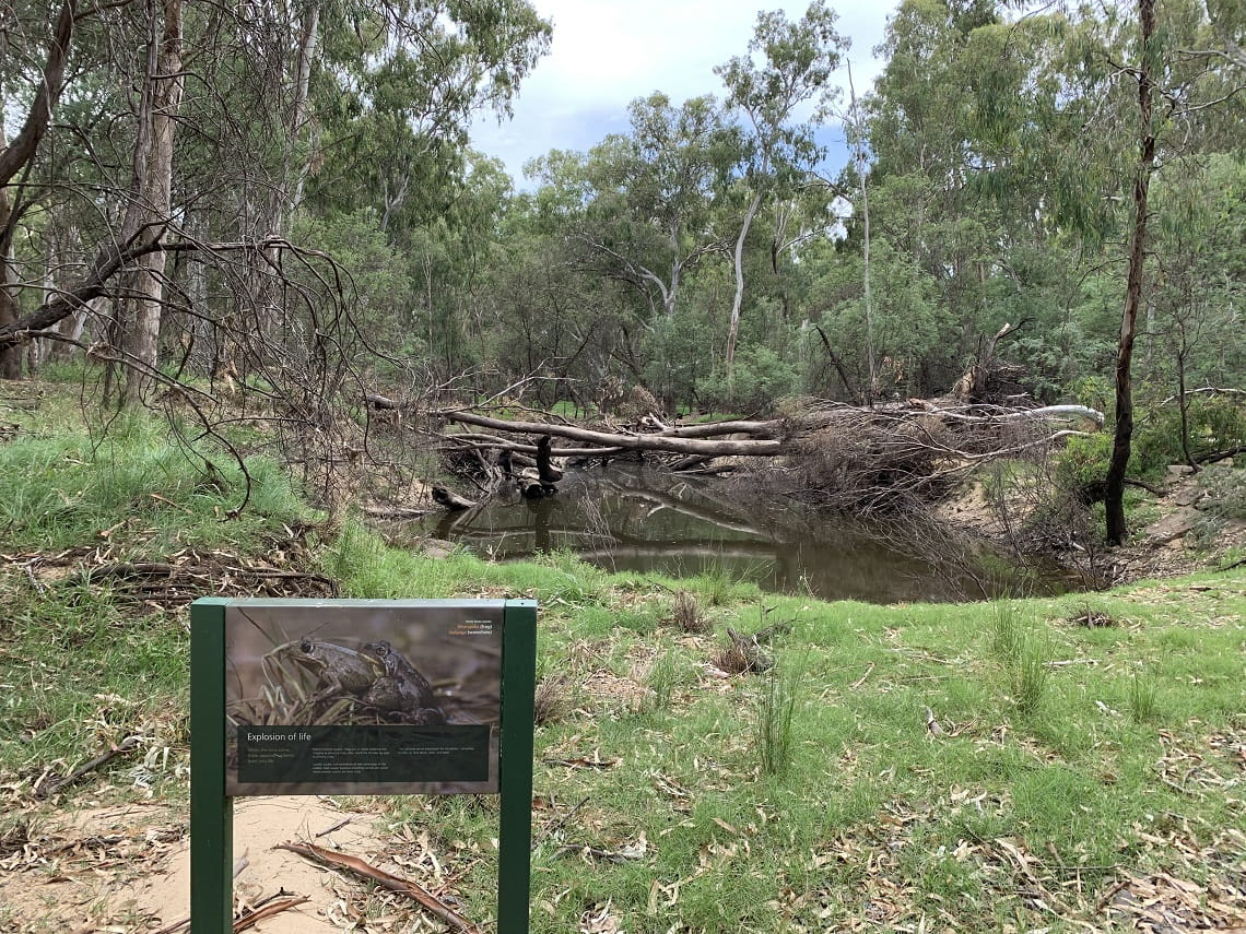 Image depicts a clean sign with local fauna information. A fallen tree lies across a river bank in the background.