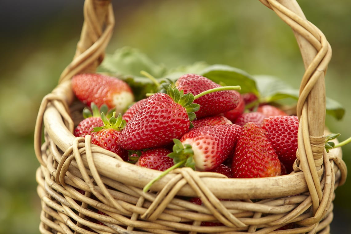 Basket full of fresh strawberries from Sunny Ridge Strawberry Farm. 