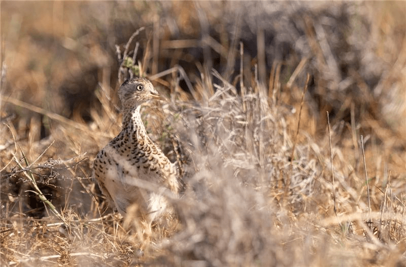 Release into grasslands offers hope for critically endangered Plains ...