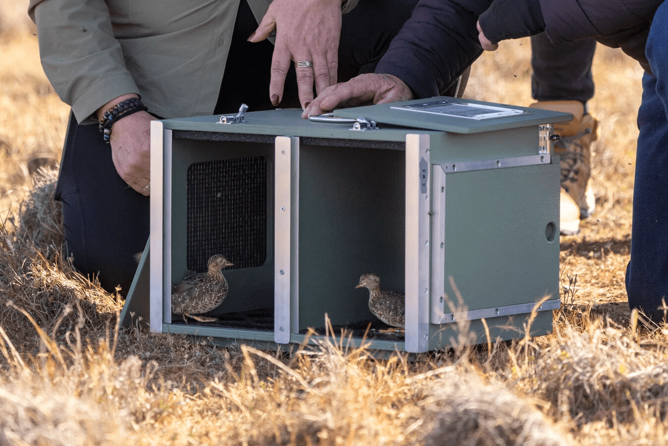 Two small Plains-wanderers are seen at the front of a metal cage that has been opened. Two people leaned down are holding the cage open – we only see their legs and hands. They are on a dry, beige looking patch of grasslands.