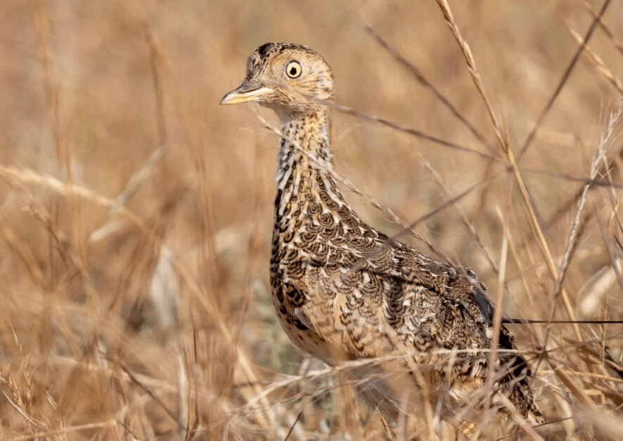 A wide-eyed Plains-wanderer sits in beige grasslands, the bird has beige markings with contrasting brown feather.