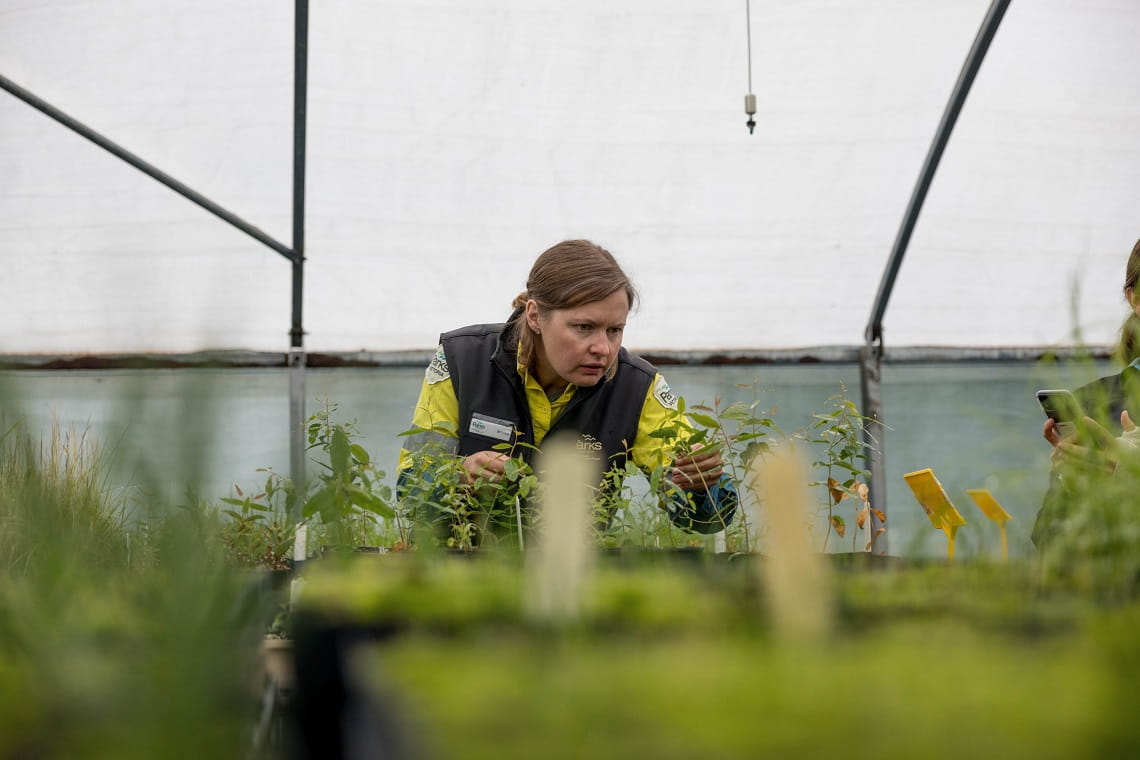 Restoration ecologist Brooke Love with propagated eucalypt seedlings