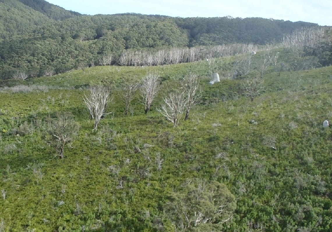 Forest Collapse Restoring eucalypt forests at Wilsons Promontory National Park