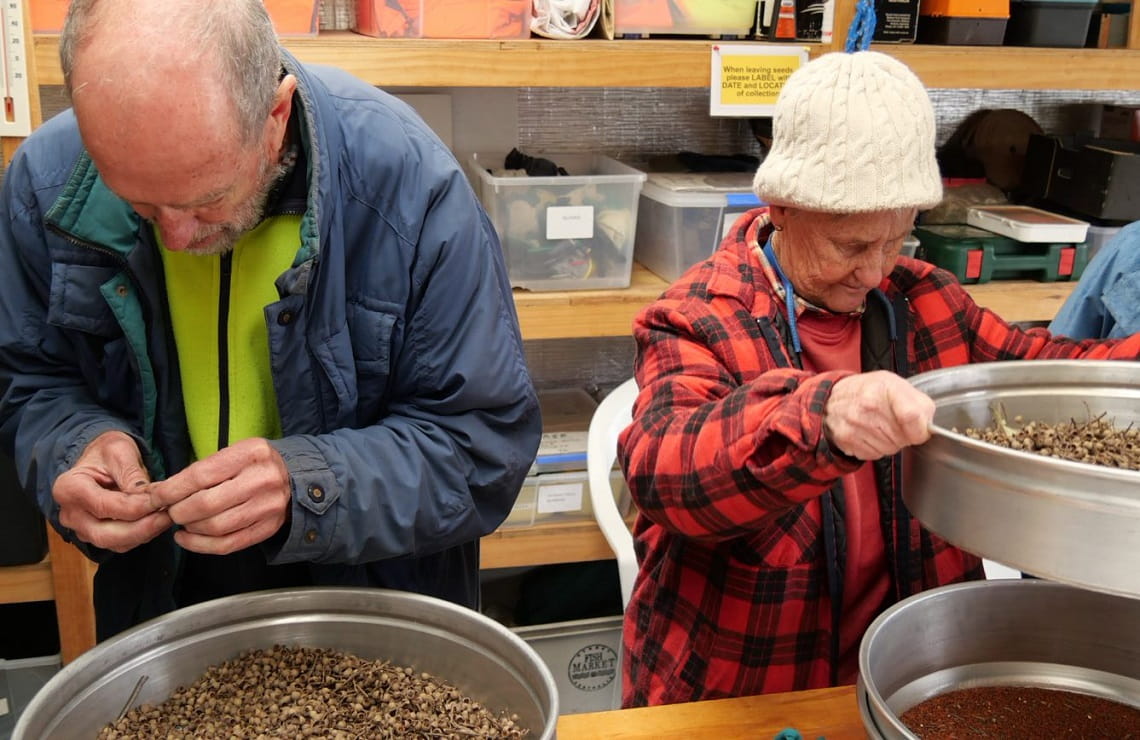 Friends of The Prom volunteers undertake all of the seed extraction and testing at their nursery at Tidal River