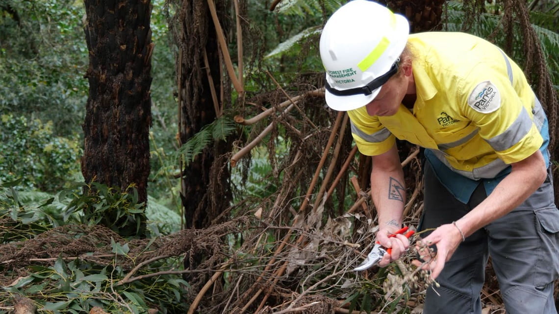 A second Parks Victoria ranger works with arborists to remove capsules from branches that have been pruned from the canopy