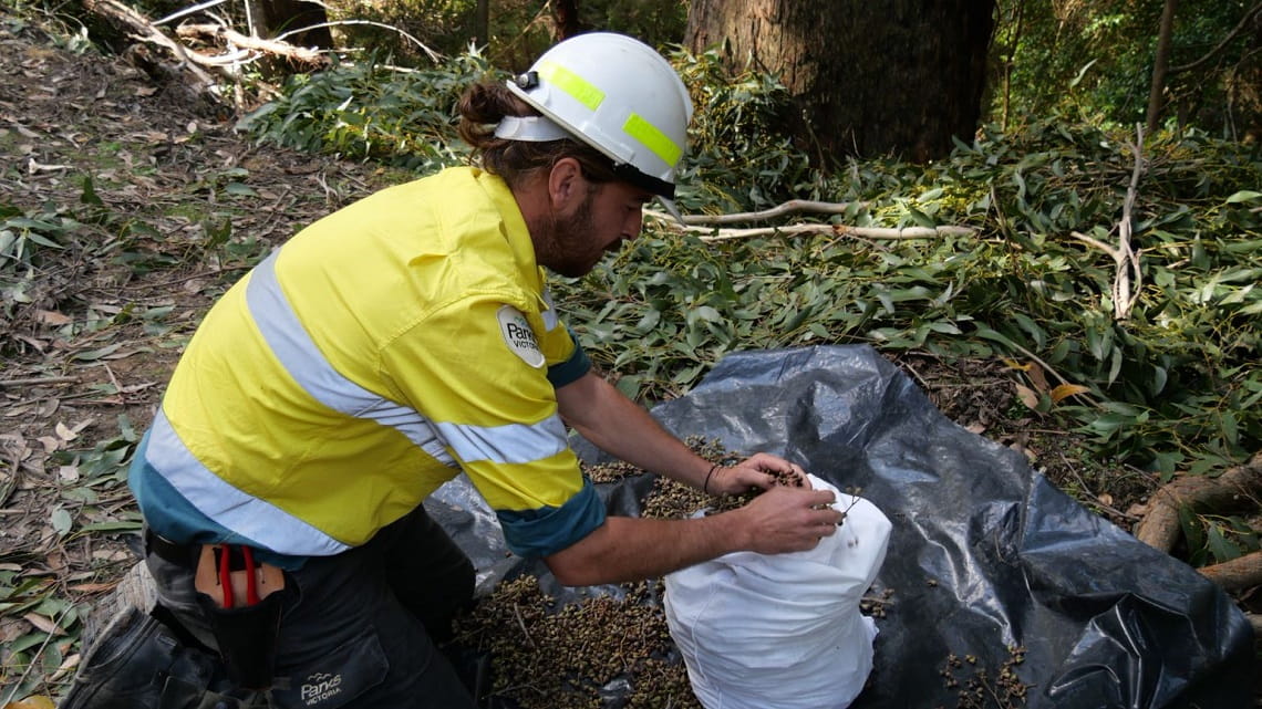 Parks Victoria ranger works with arborists to remove capsules from branches that have been pruned from the canopy