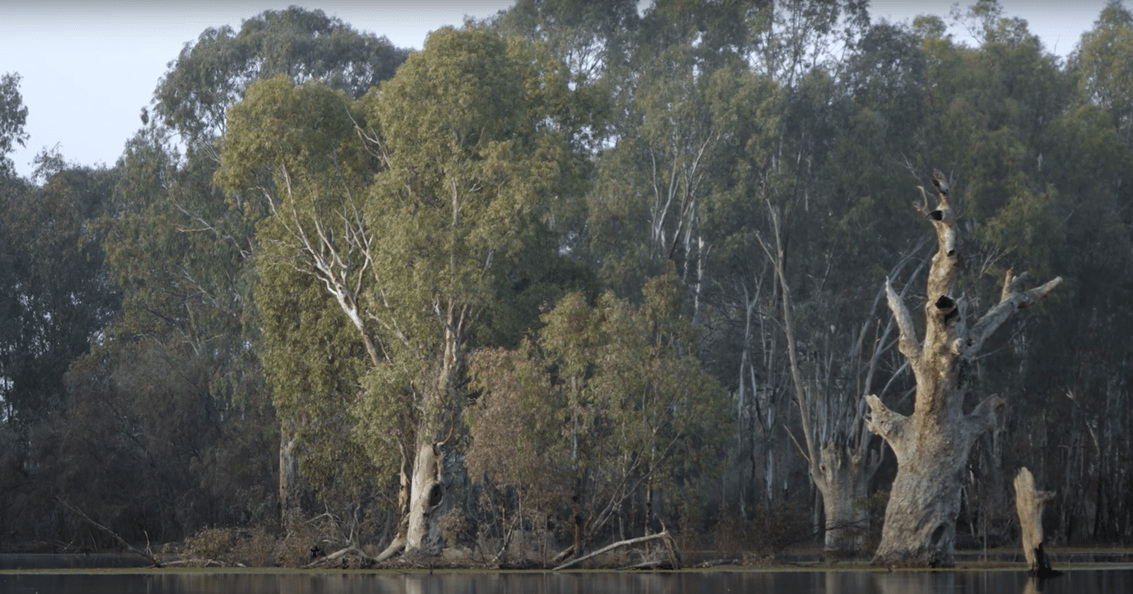 Caring for River red gum Country: protecting an Australian icon