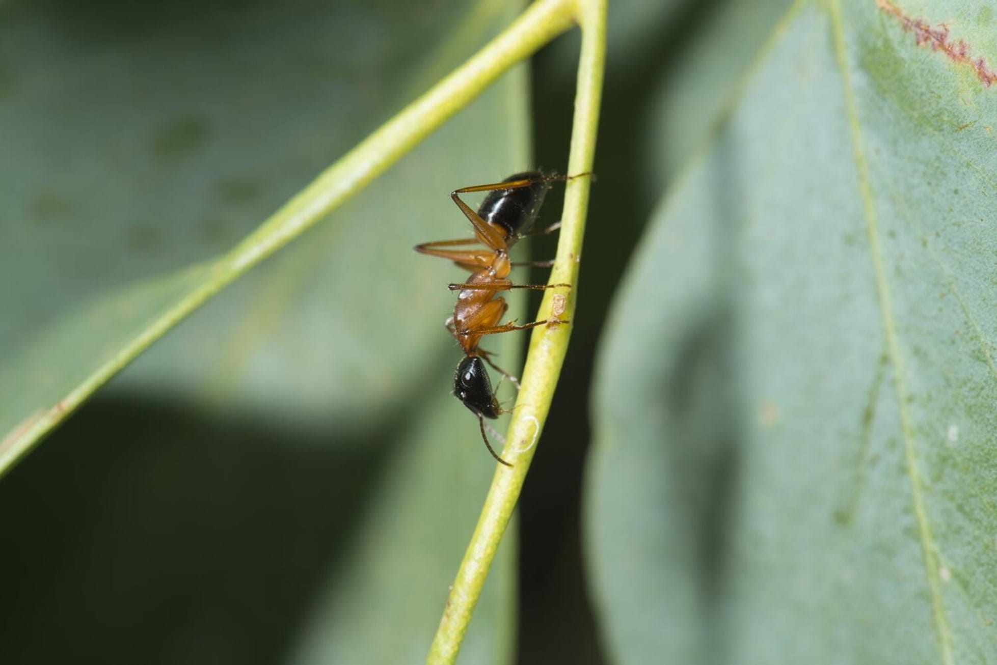 An ant is walking on a leaf