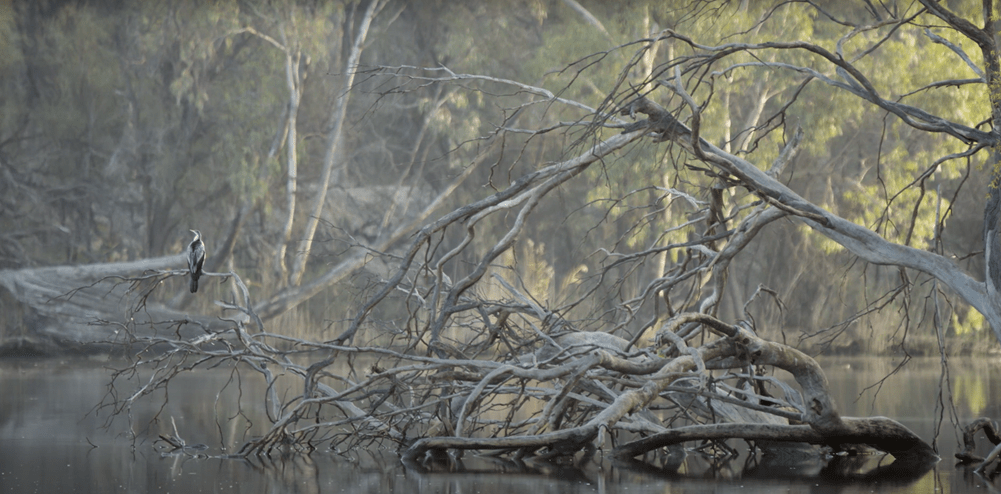  Fallen woody debris has created a perch for a bird above the water