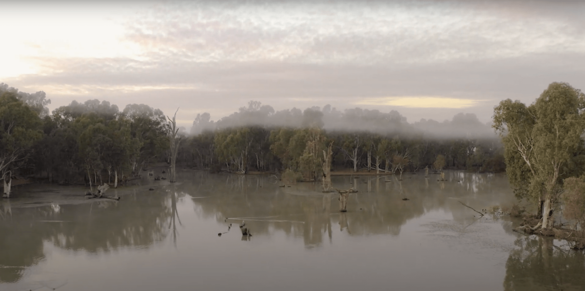 The landscape of the Hattah Kulkyne is filled with River Red Gums, water and fog. 