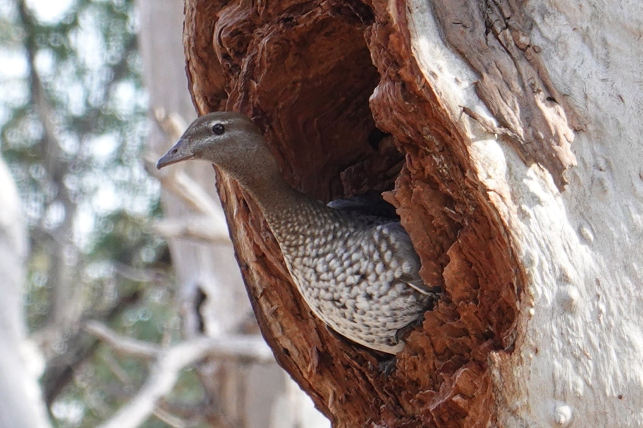 A curious female wood duck looks outside of the hollow where its nest is. 