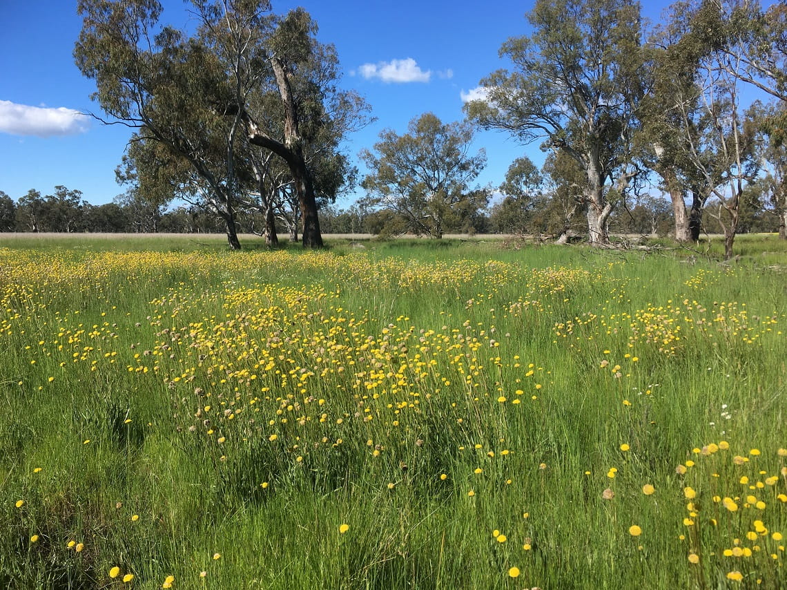 Yellow billy buttons flowering at Rowan Swamp