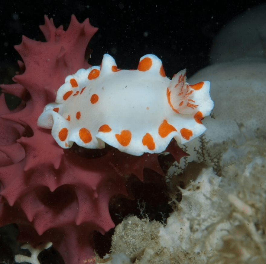 A predominatntly white with ornage spot nudibranch is sitting on top of a soft sponge coloured reddish/pink. 