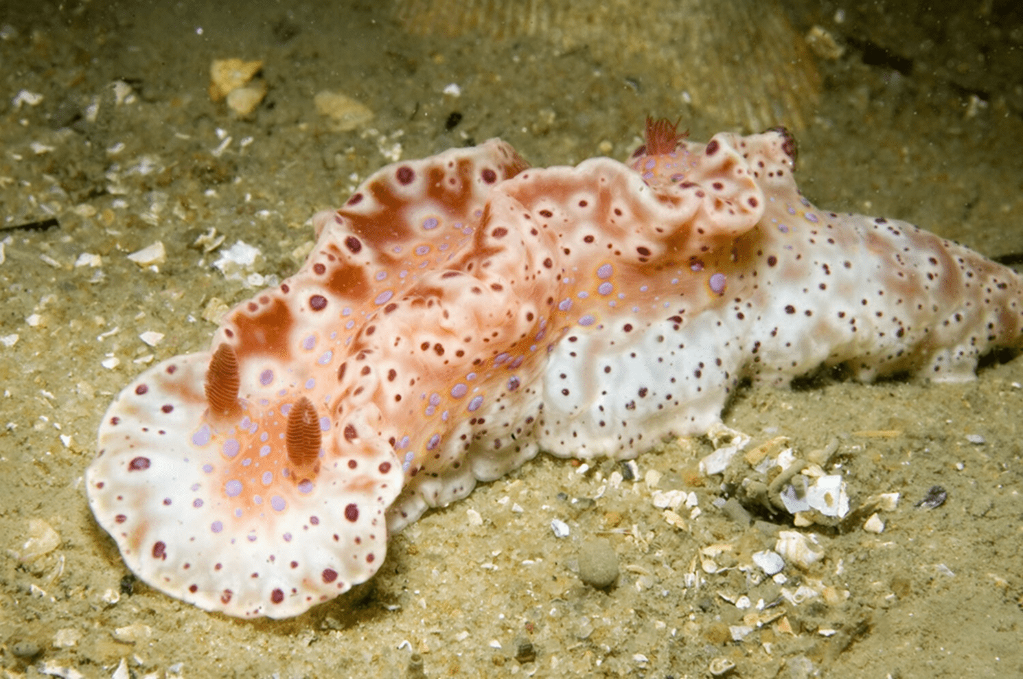Colorful collaborations: citizen scientists uncover spectacular sea ...