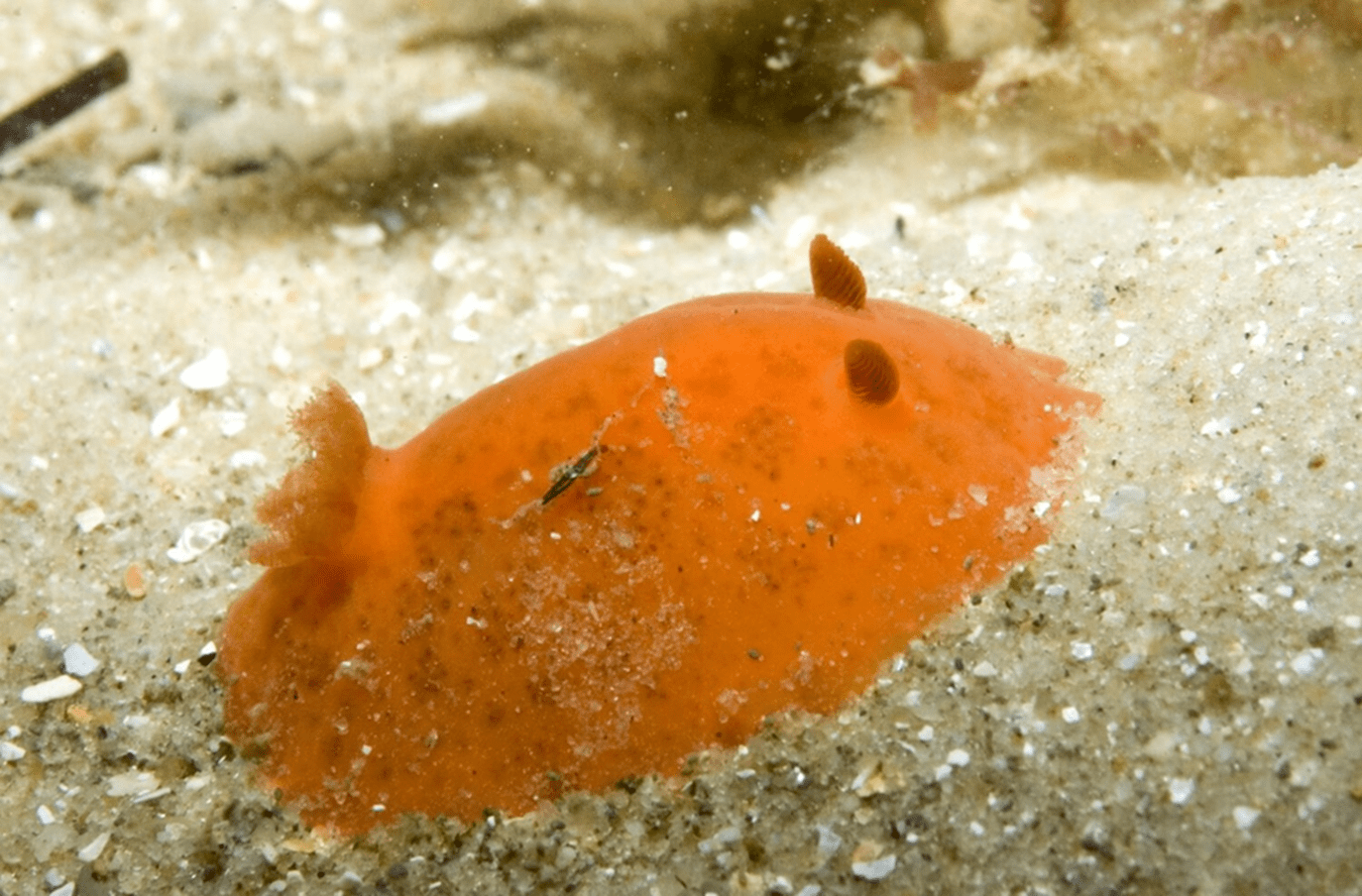 An orange nudibranch sits at the bottom of the seafloor atop of sand.