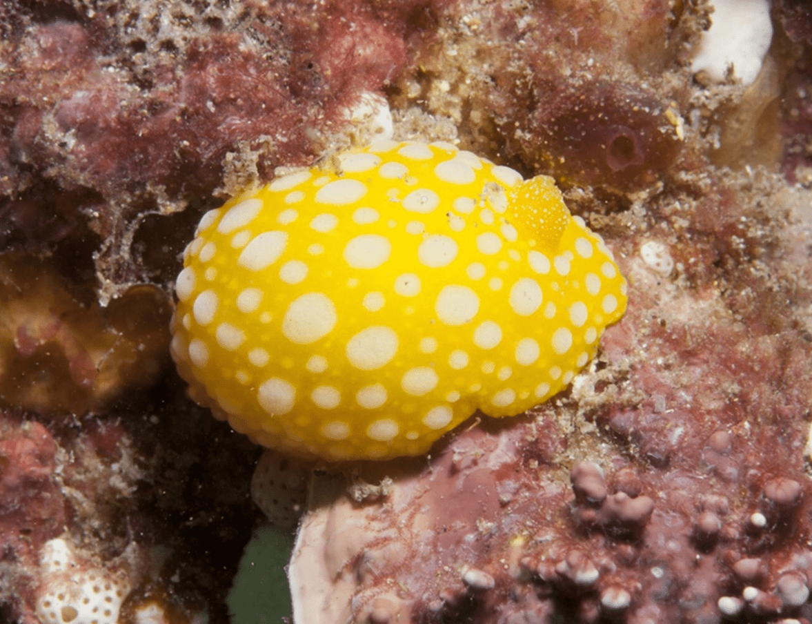 A polka dot white and yellow nudibranch sits amongst coral, algae and rocks