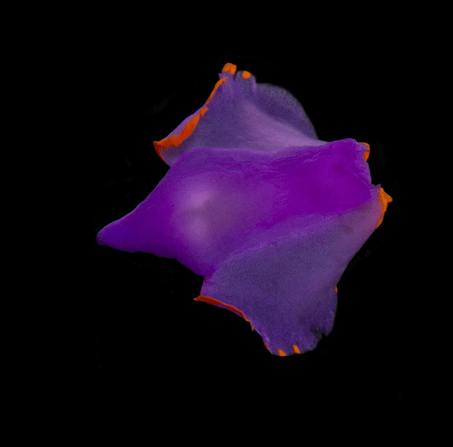 A purple nudibranch is swimming freely in the water column. The water appears black behind it. 