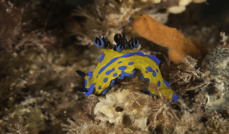 A blue and gold nudibranch is sitting atop of a sea squirt