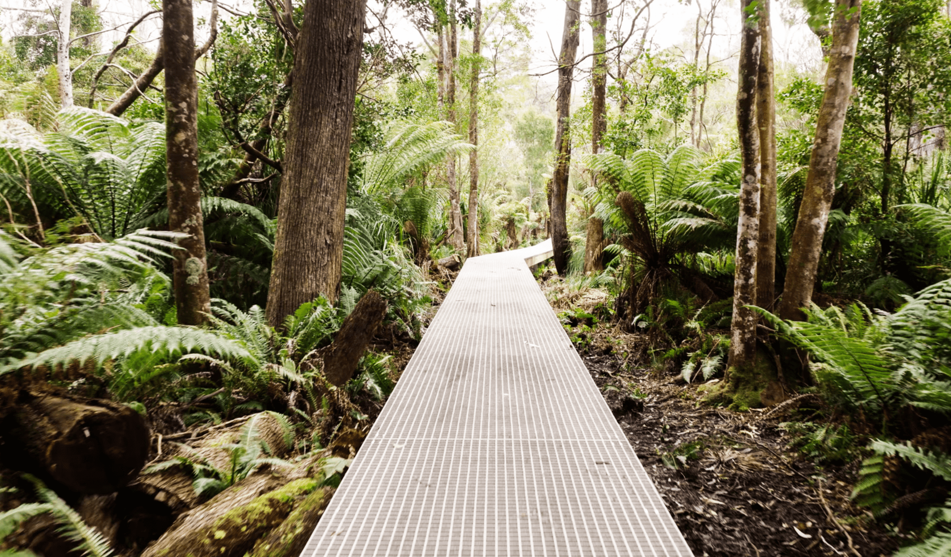 Image of the sealer's cover boardwalk with greenery either side