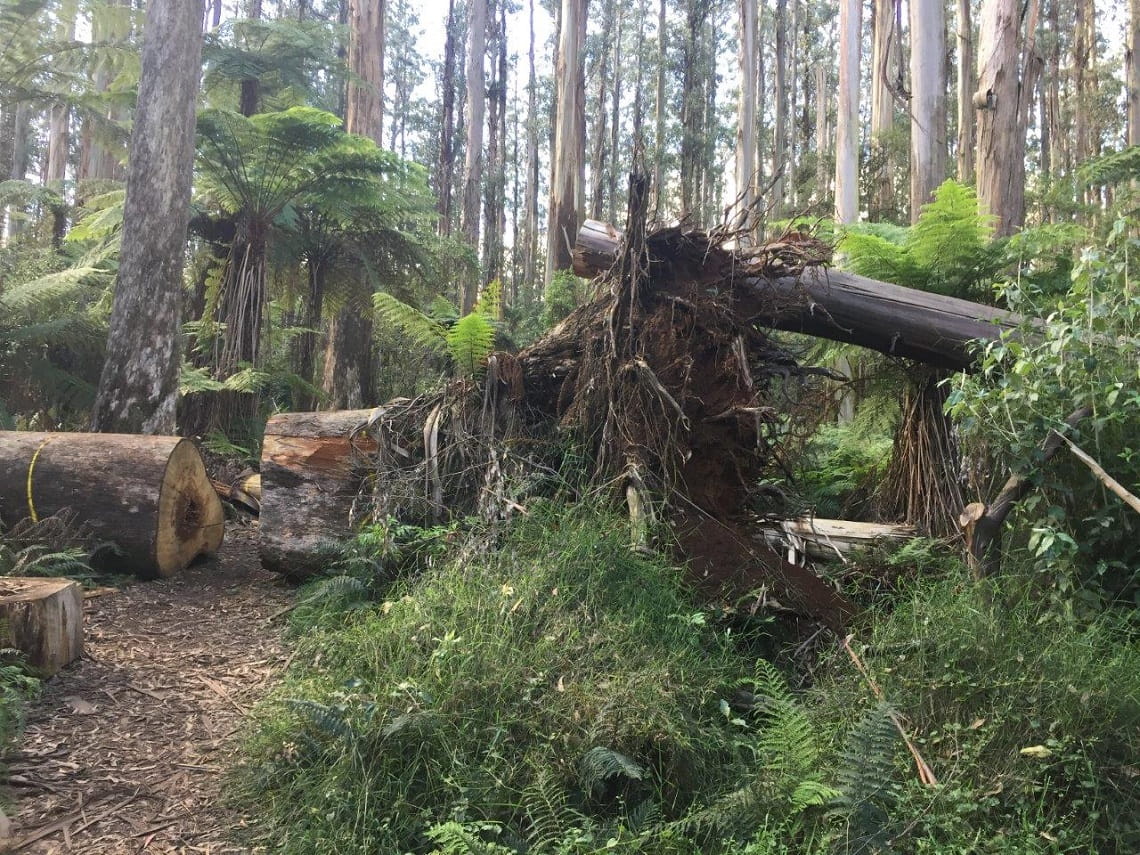 Sherbrooke Falls - post 2021 storms