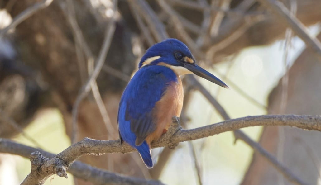 An Azure Kingfisher sitting on a branch. Photo: Visit Swan Hill