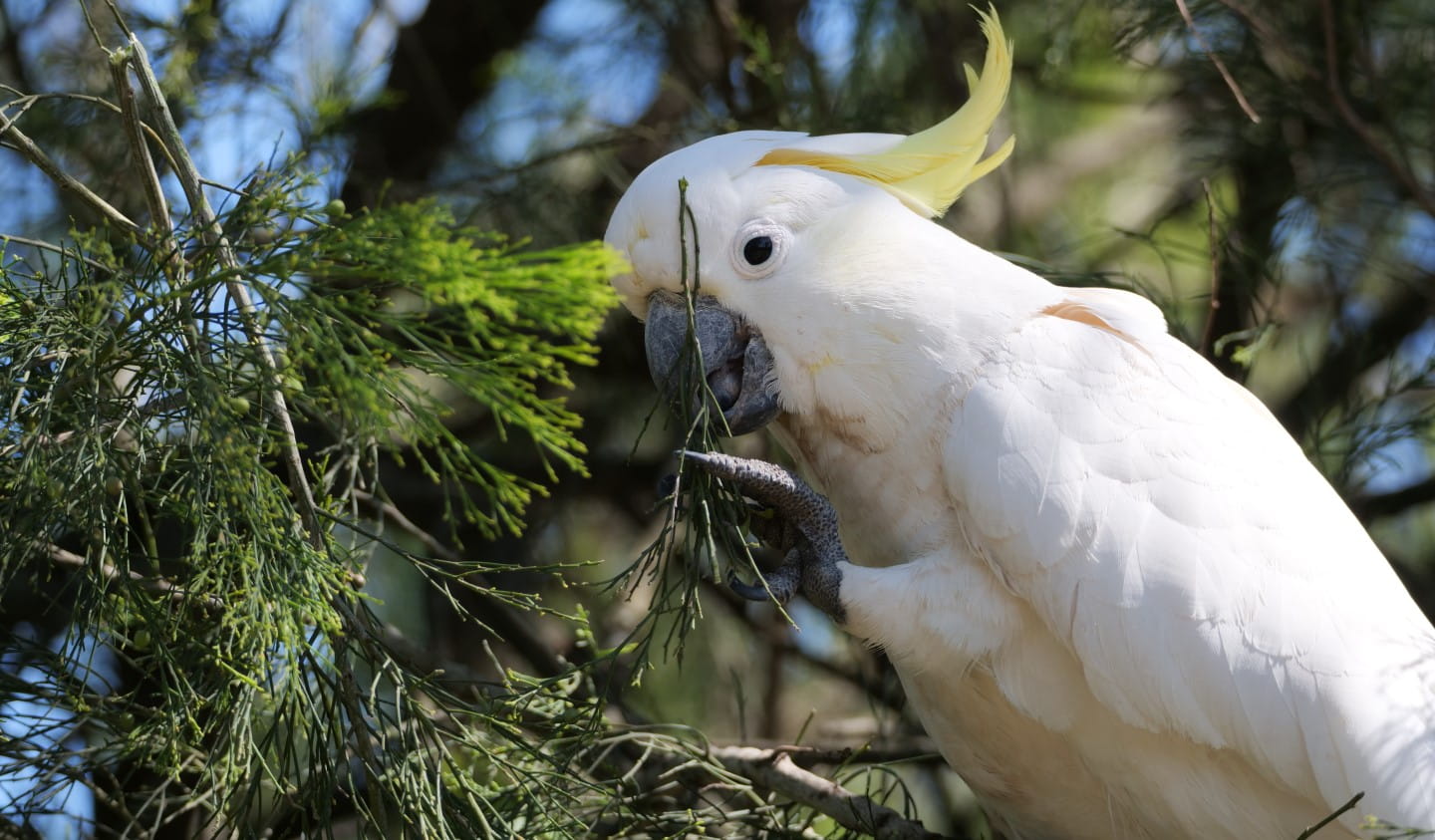 A Sulphur-Crested Cockatoo having a leafy snack.