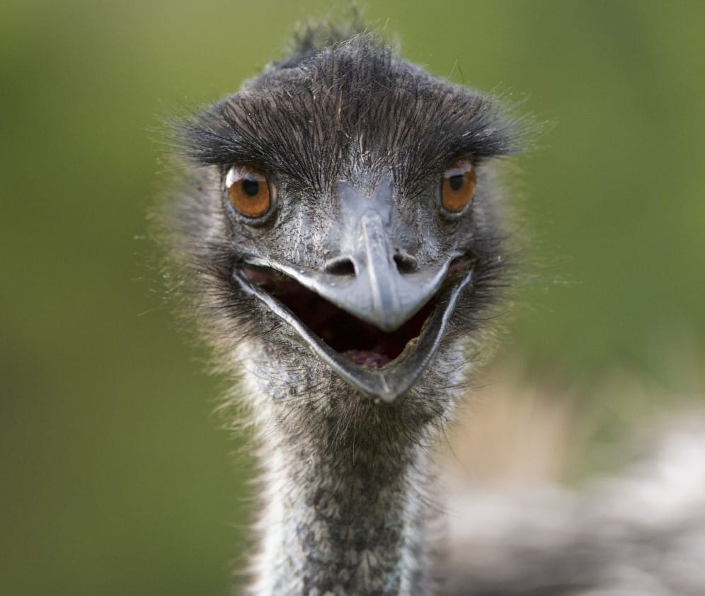 A close-up shot of an emu.