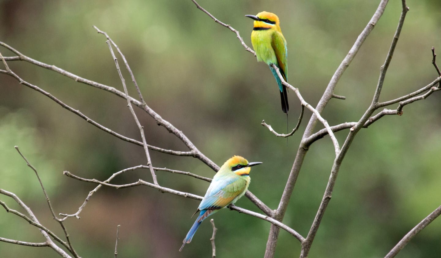 Rainbow Bee Eaters sitting on a branch.