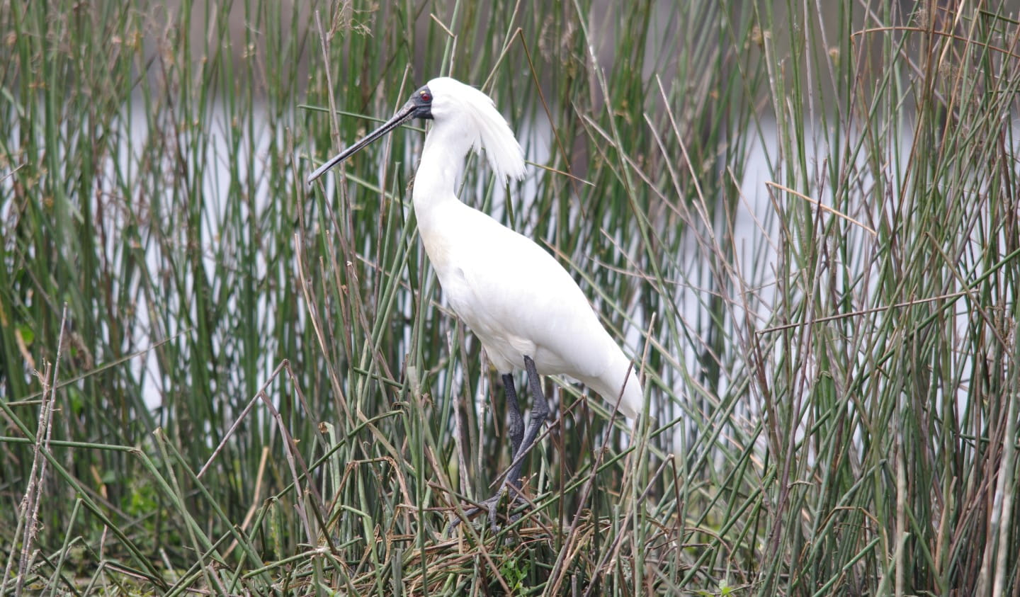 A Royal Spoonbill wading through wetlands.