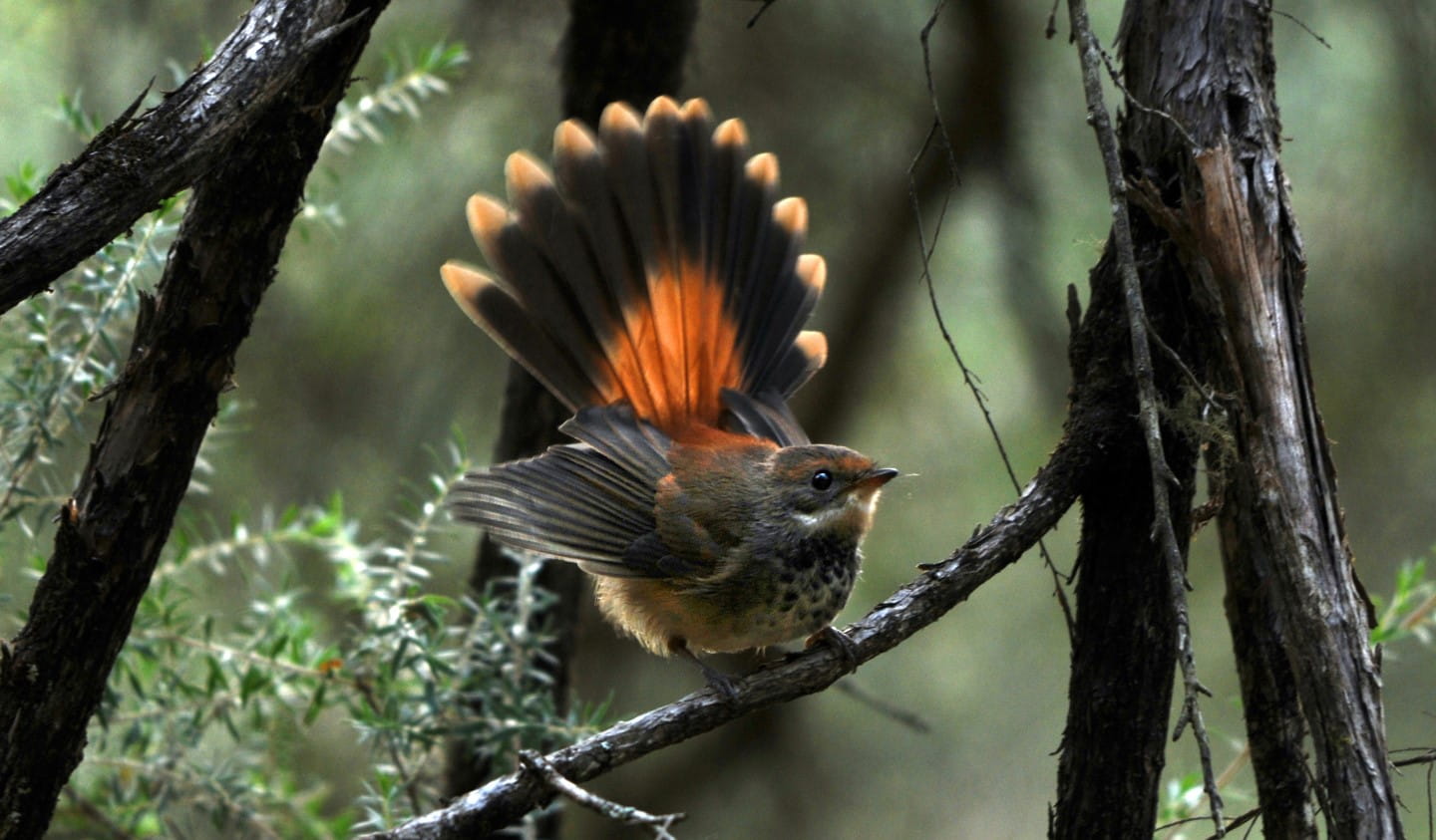 A Rufous Fantail showing off its tail feathers.