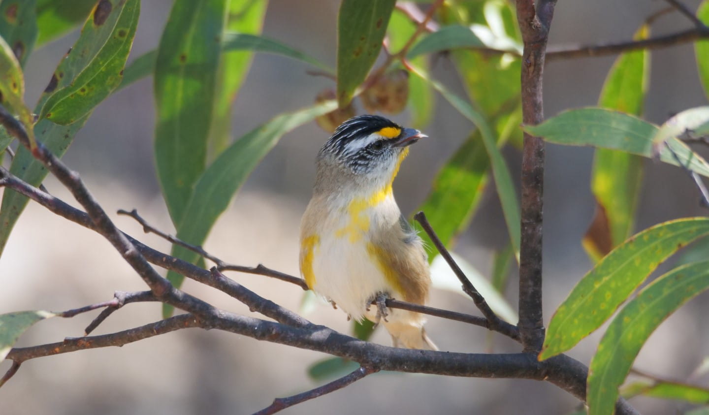 A Striated Pardalote in Plenty Gorge Parklands.