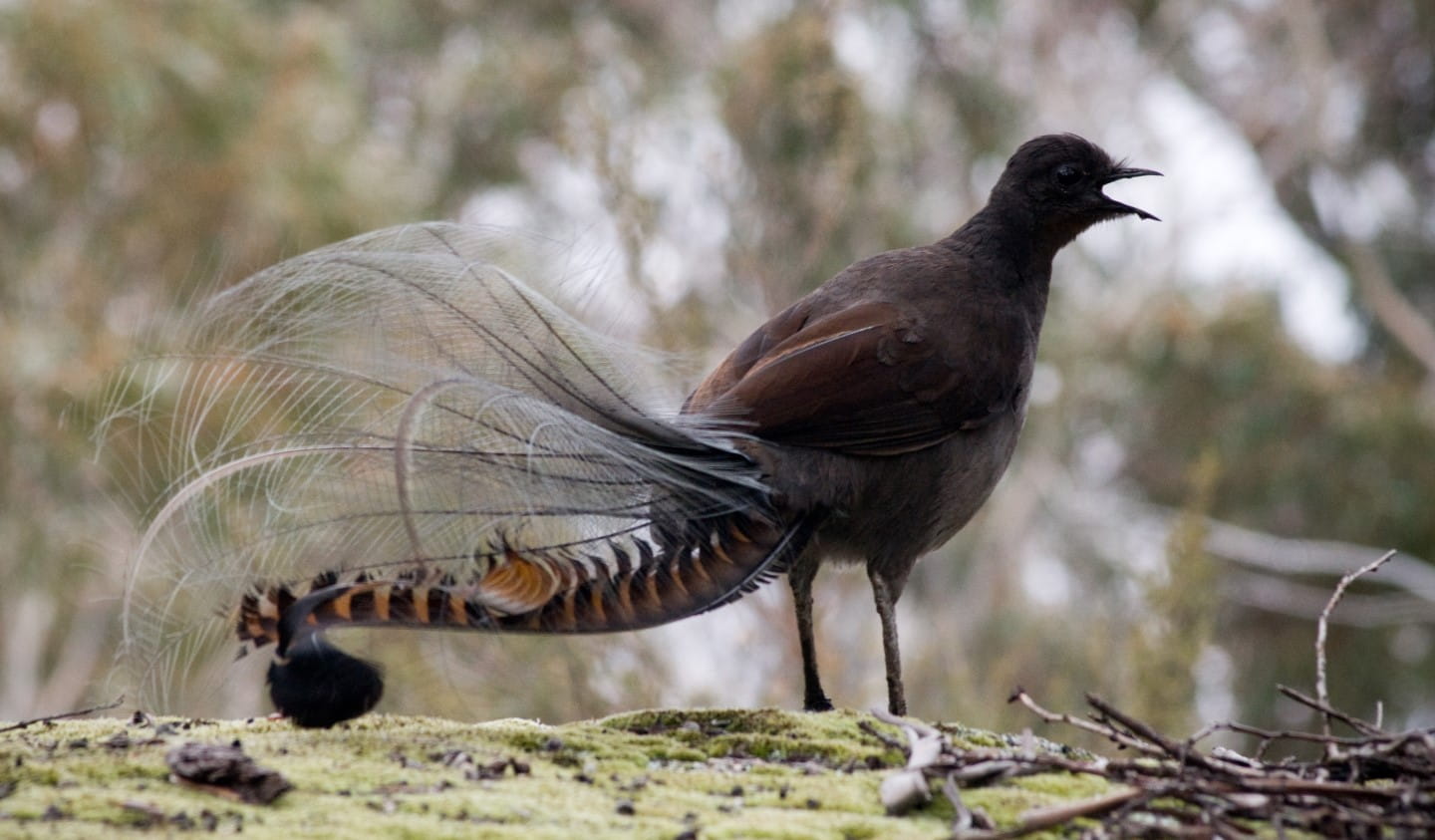 The Superb Lyrebird is famous for its mimicry. 