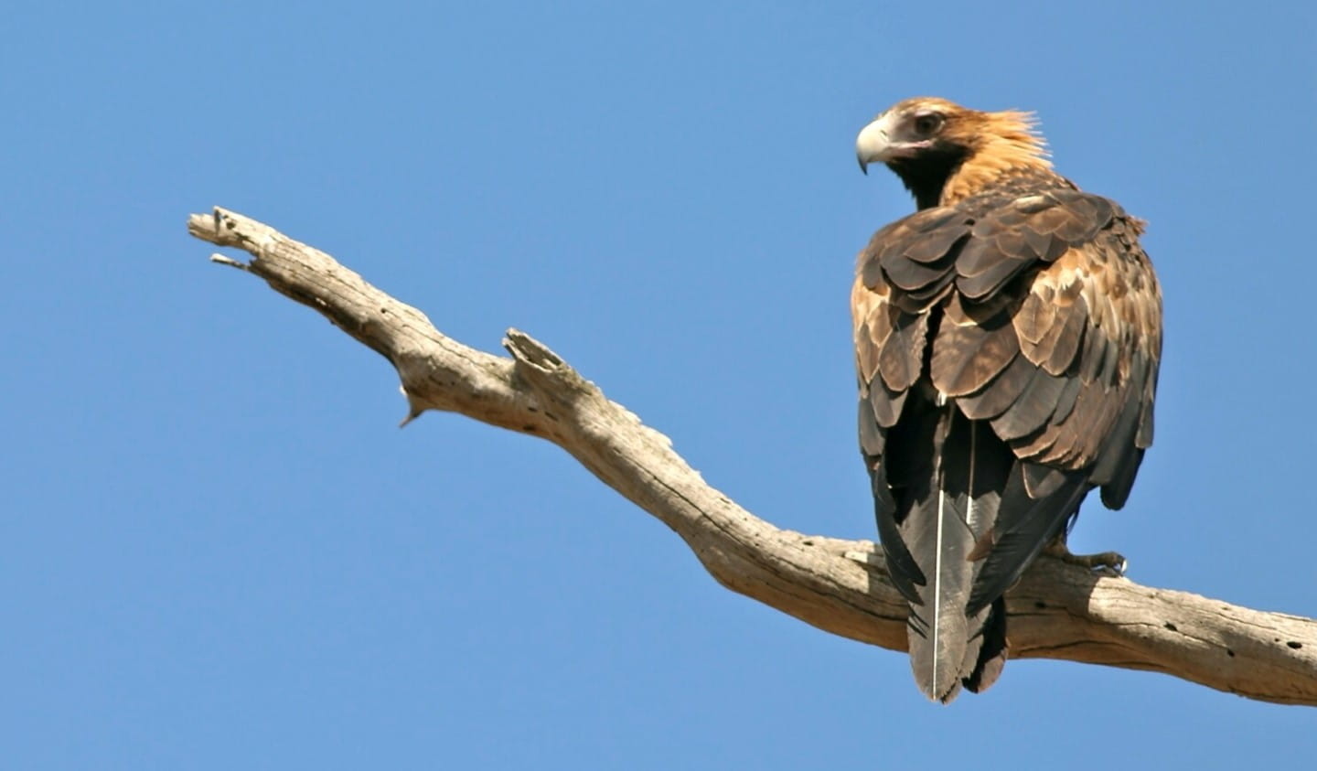 A Wedge-Tailed Eagle looks over its shoulder.