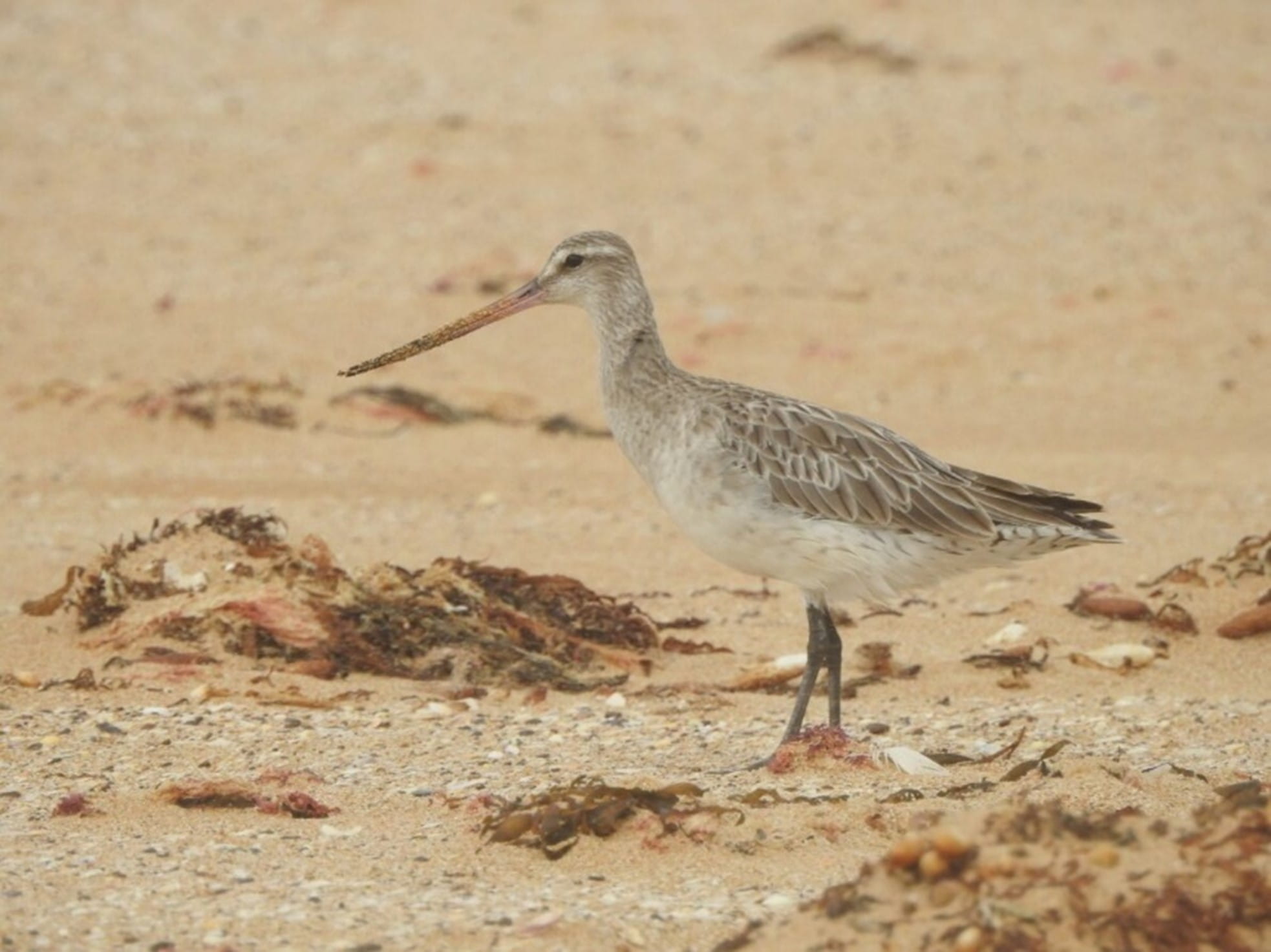 A bar tailed godwit stands on the beach in grey plumage.