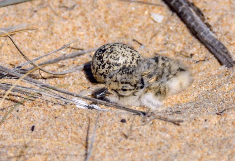 A small chick of a Hooded Plover sits on the nest, with its eyes barely open. It sits next to a speckled egg.