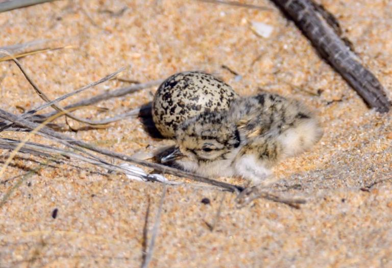 A small chick of a Hooded Plover sits on the nest, with its eyes barely open. It sits next to a speckled egg. 