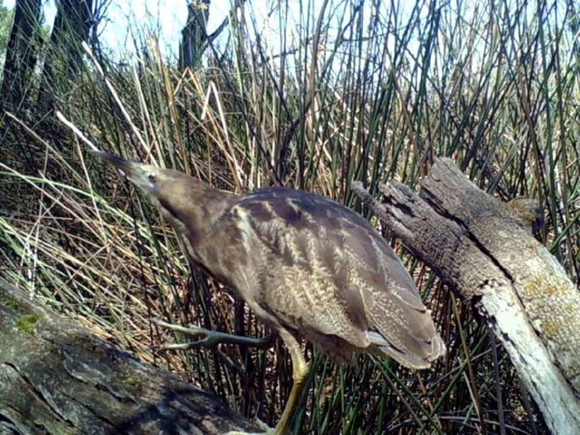 The Australasian Bittern in Barmah National Park a secretive and critically endangered bird in Victoria