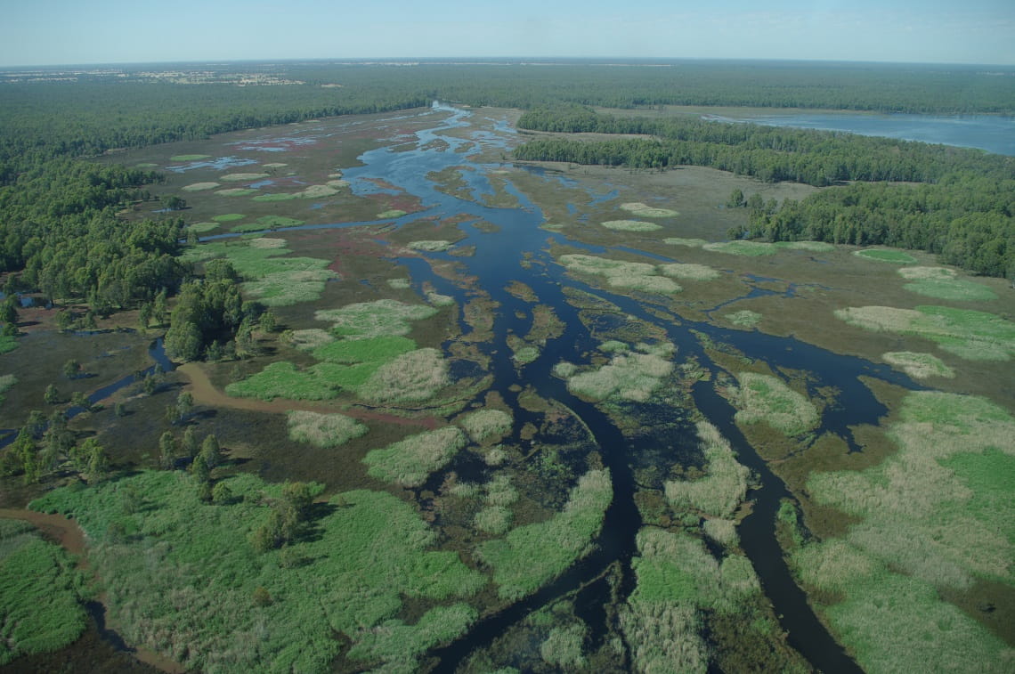 Aerial view of Barmah National Park