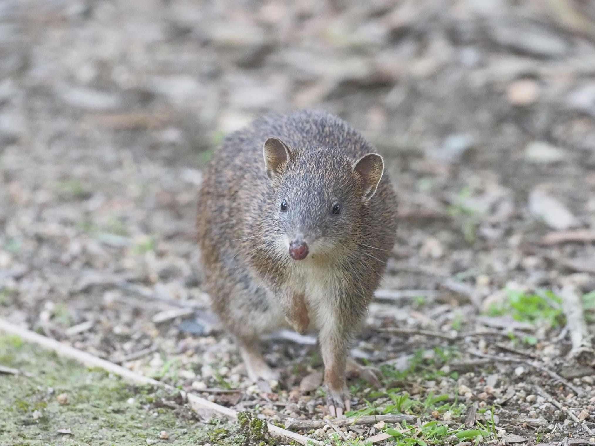 A Southern Brown Bandicoot stares deeply into the camera, with the front paw held aloof. 