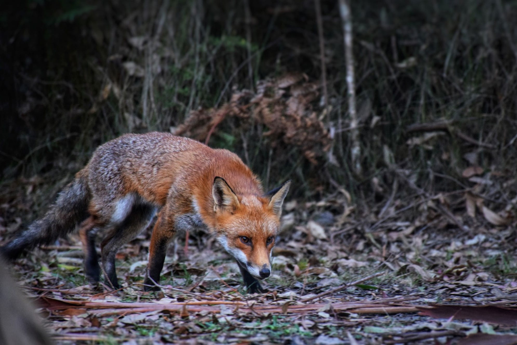 A fox sneaks around the vegetation, sniffing for food. 