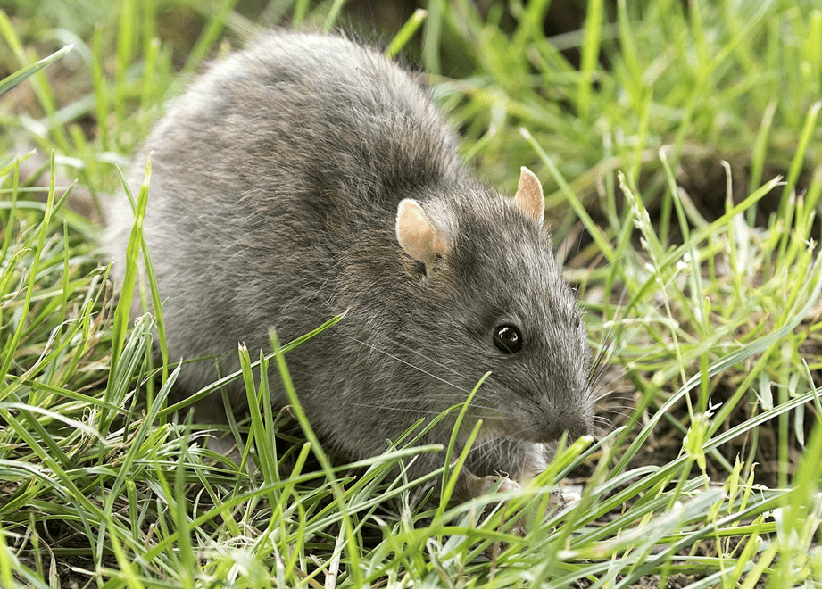 A small rat grasps something in its hands as it sits in the grass