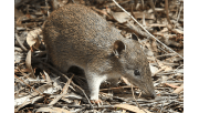 A Southern Brown Bandicootforgaes in the leaf litter. Its large claws are particuarly obvious in this image. 