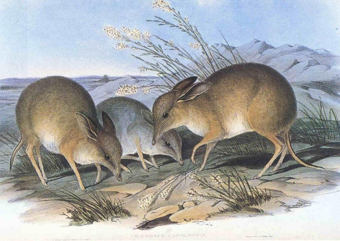 An illustration of three Pig footed bandicoots together as they forage for food. 