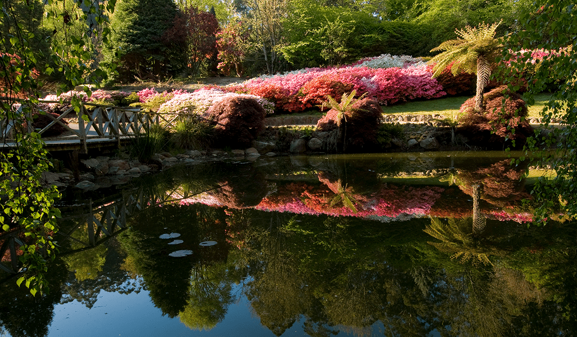 View over the water at Dandenong Ranges Botanic Garden in spring