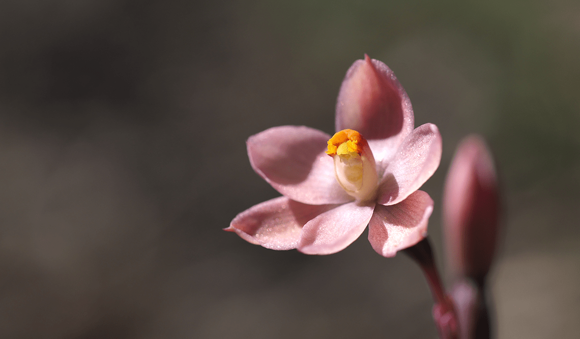 Salmon-sun orchid Woowookarung Regional Park