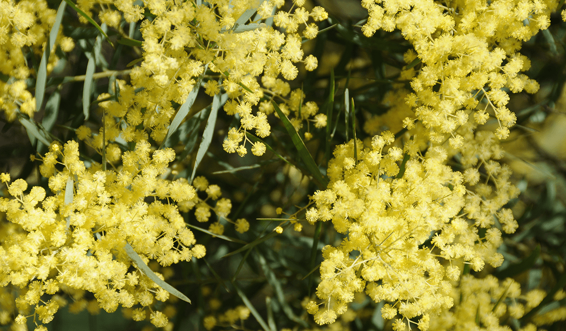 Wattle tree taken in Wattle Park