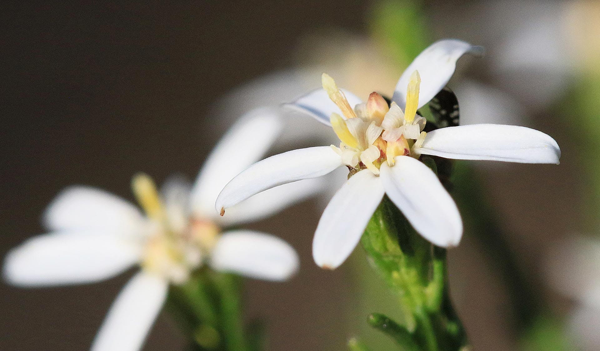 A close up photo of cypress daisy flowers taken on a smartphone