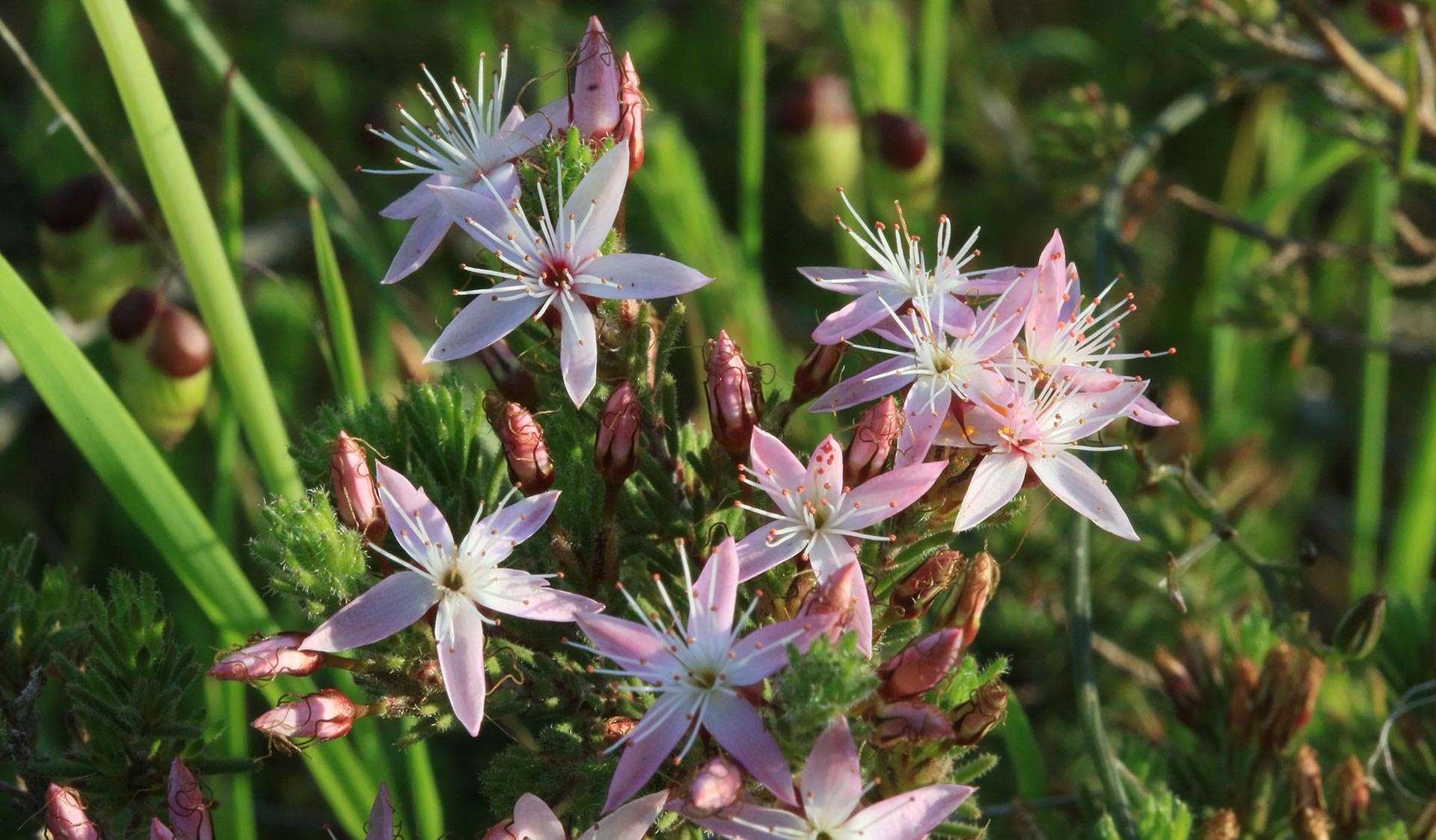 Common fringe myrtle flowers in different life stages